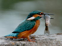 kingfisher