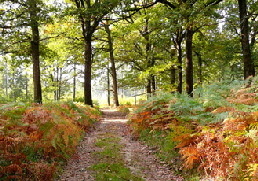 path in autumn